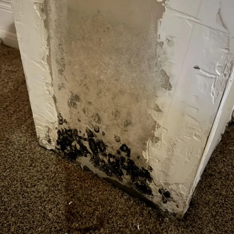 Professional Mold Removal in Lake County, OH